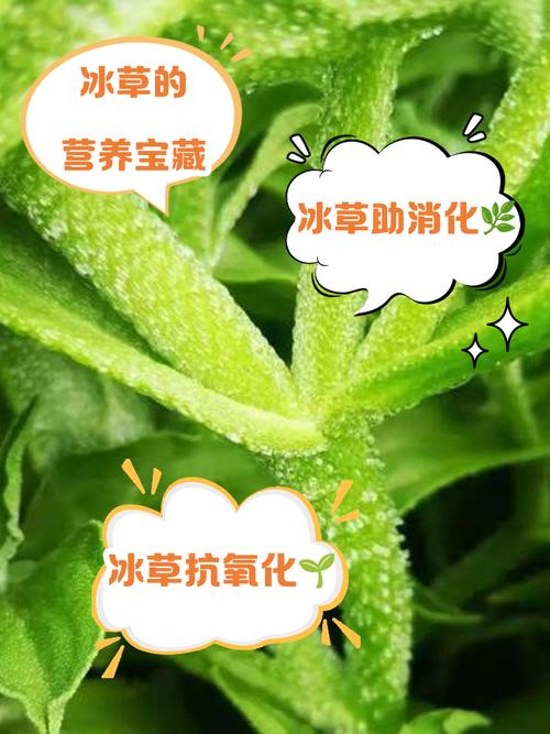 清凉草的功效与作用