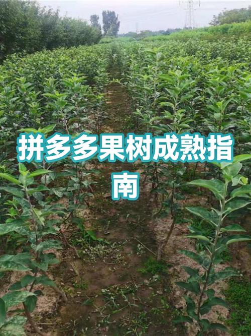 拼多多果树成熟不见了游戏截图