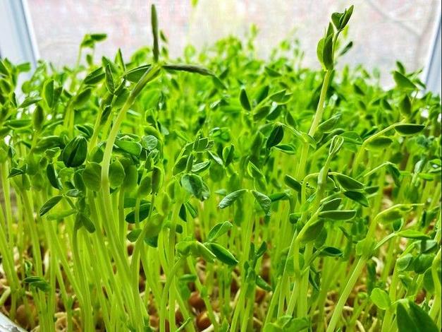 自己在家怎么生豌豆苗