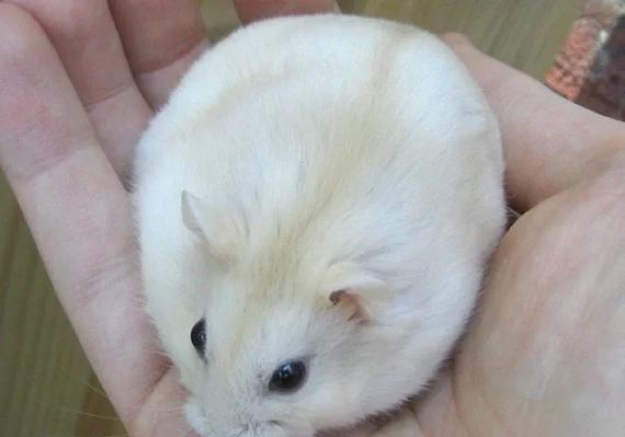 仓鼠被食物噎住了怎么办