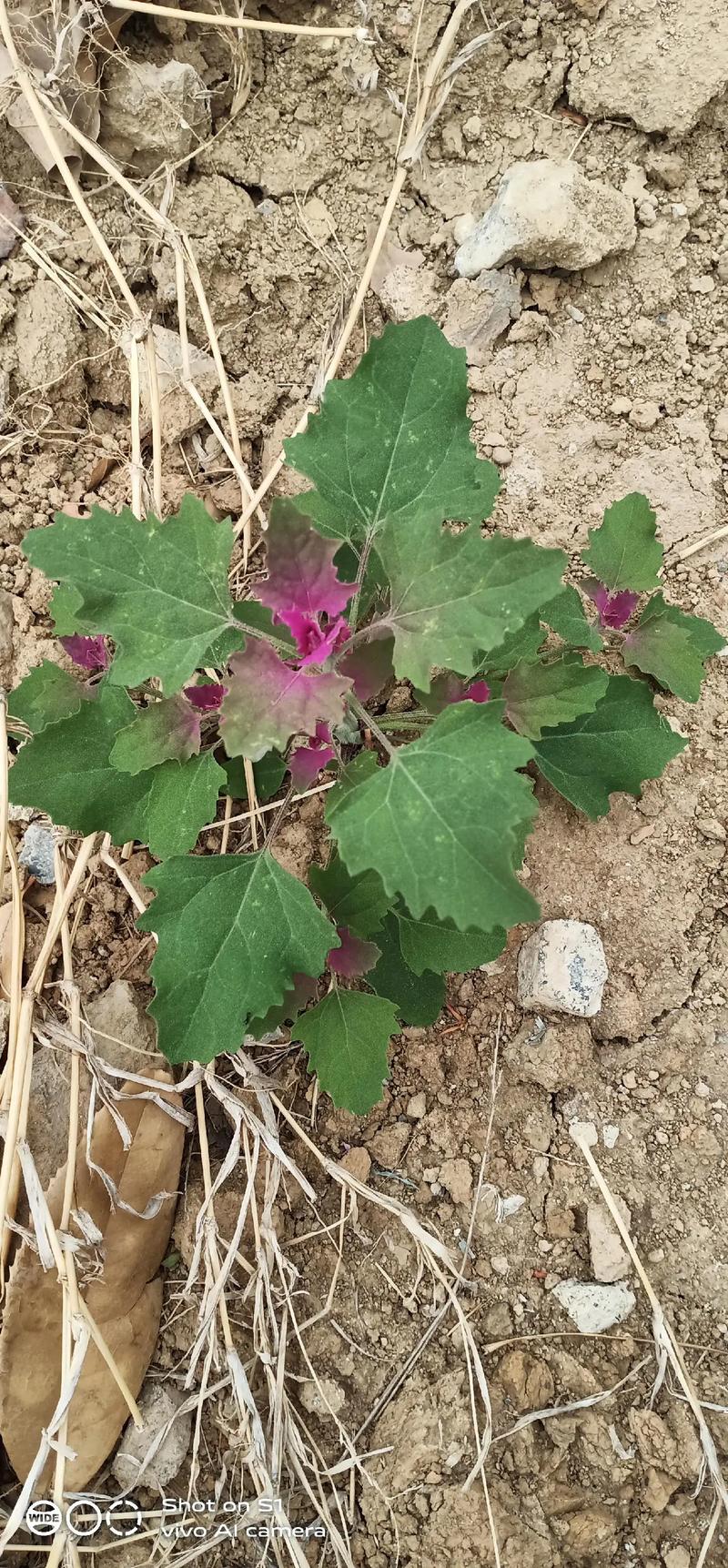 灰灰草 莉莉斯