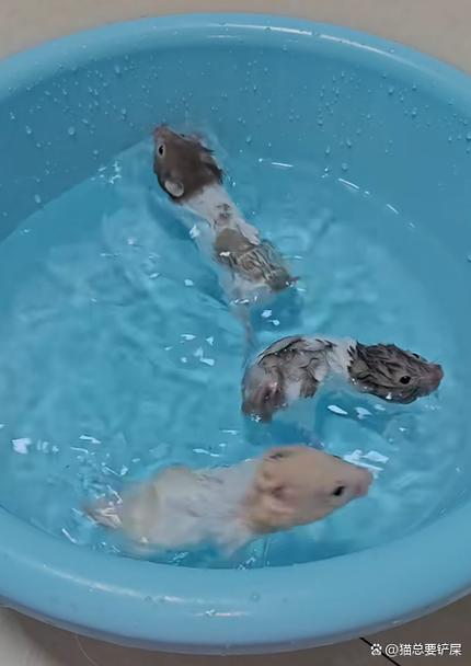仓鼠能打吗