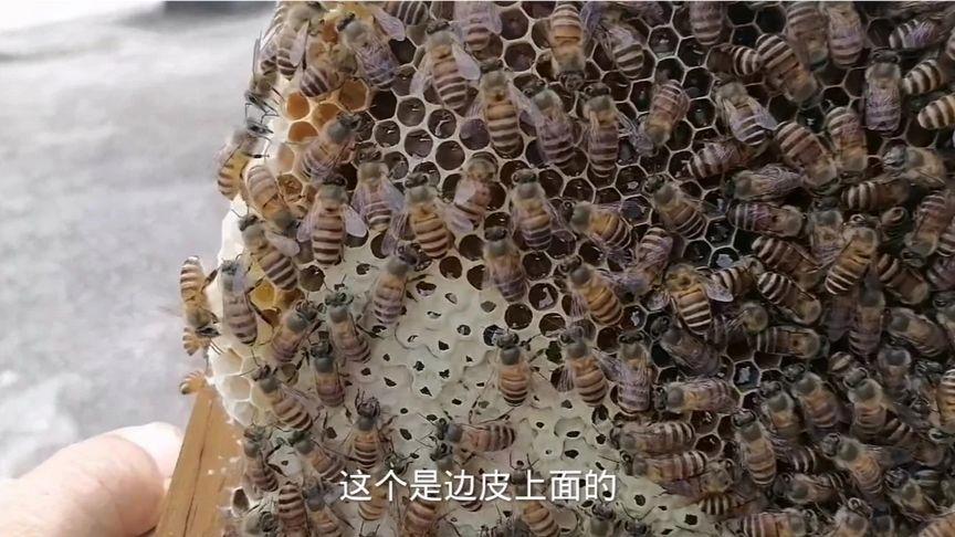 进入 蜜