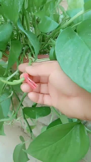 绿萝能嫁接什么植物