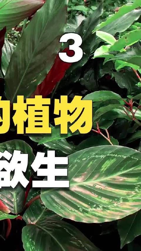 捕蝇草猪笼草牡蛎蘑菇有毒吗