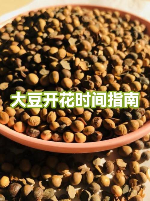 黄豆种后多少天开花