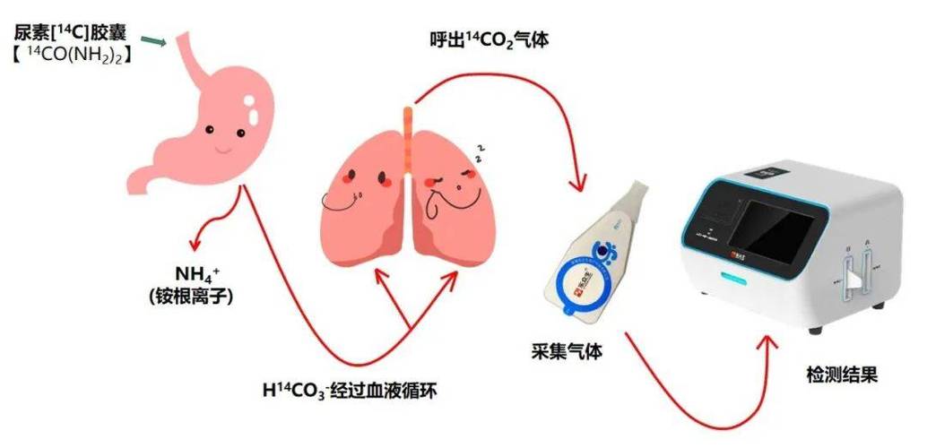 做碳13前可以刷牙吗