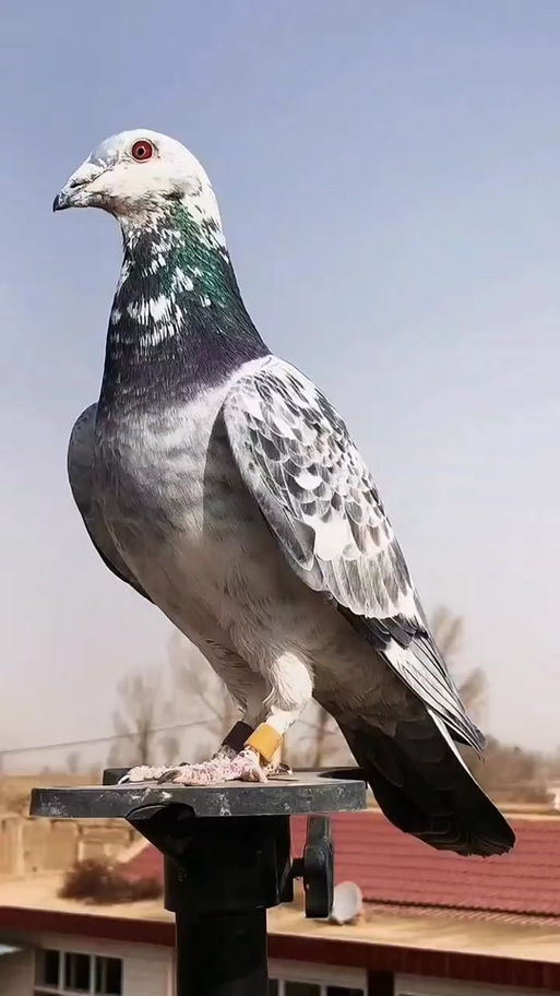 鸽子招财最厉害颜色
