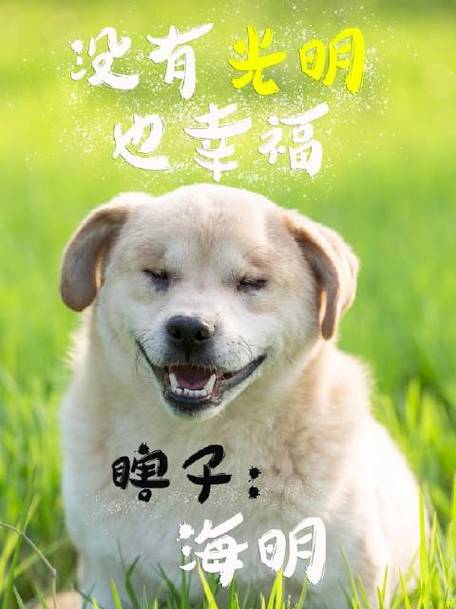 流浪狗喂过一次就记得你