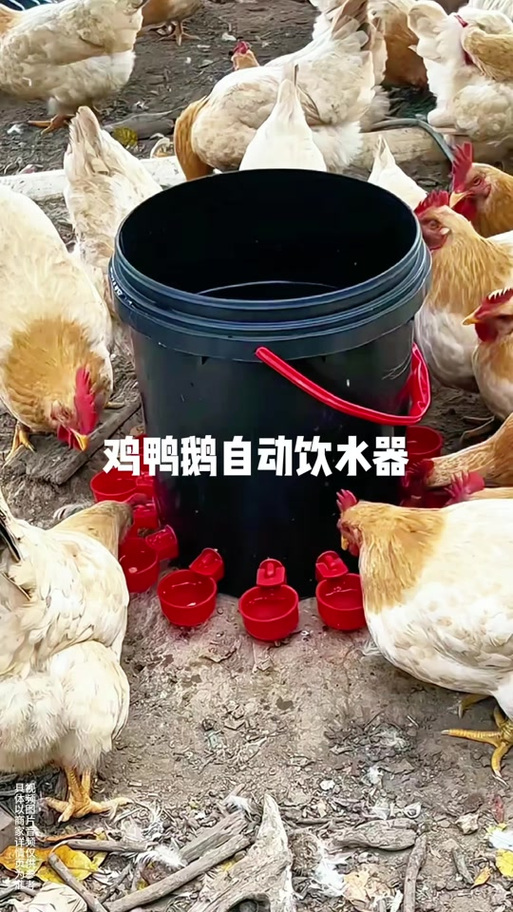 喂鸡饮水神器