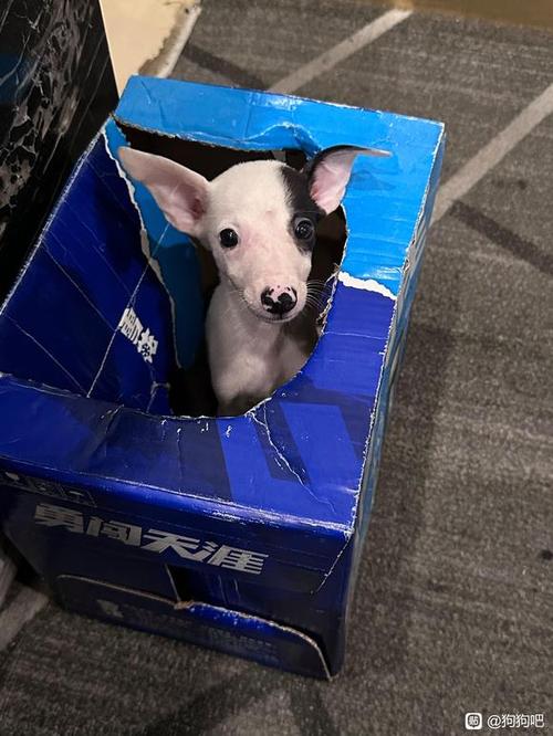 狗狗领养贴吧