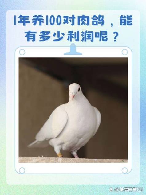 养鸽子能挣钱吗