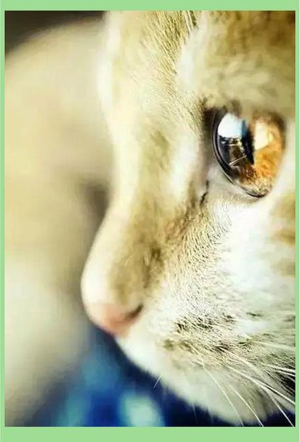 猫一直不眨眼睛正常吗