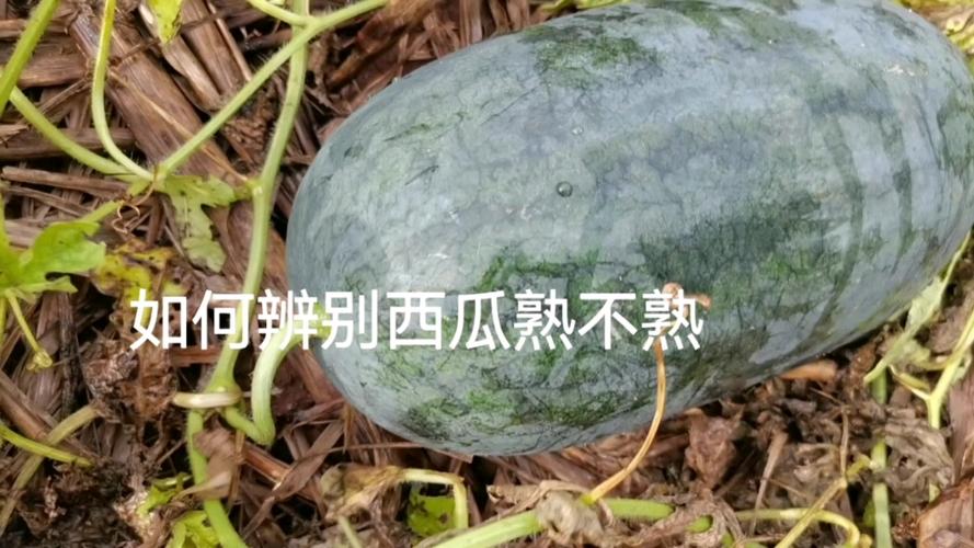 怎么识别西瓜熟没熟