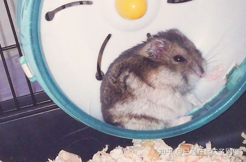 仓鼠会哭么
