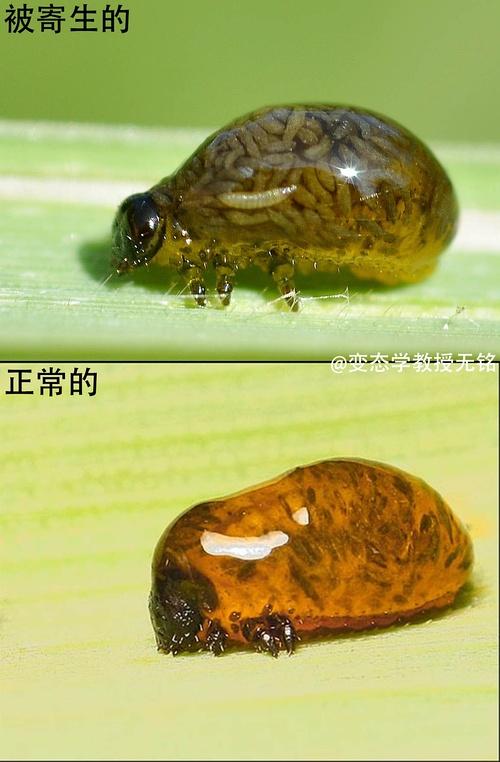 虫虫寄生缩略图