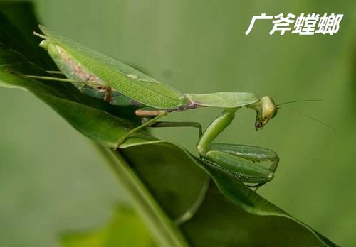 广斧螳螂