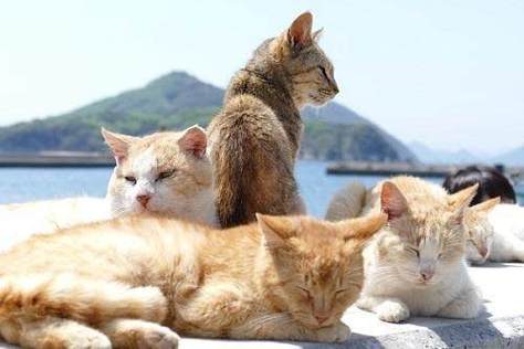 赏多猫