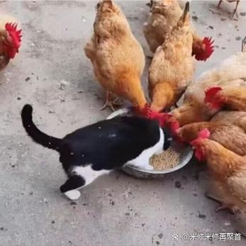 抢鸡赚钱是真的吗