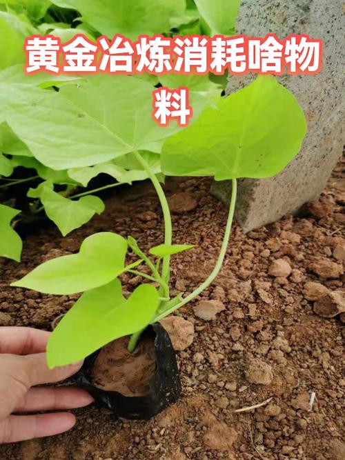 黄金能量液的使用方法
