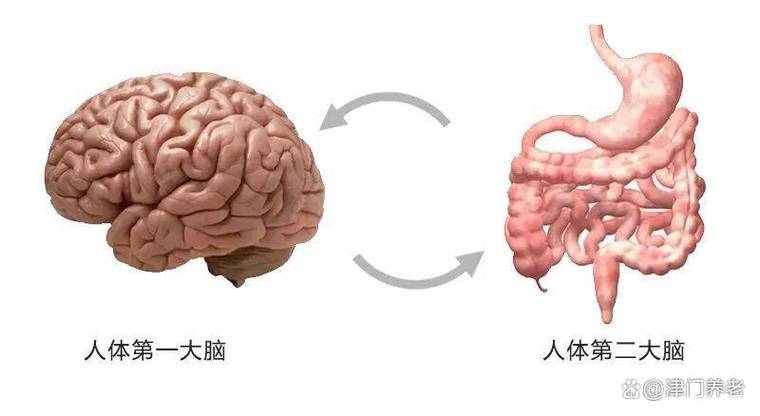 什么东西女人有两个男人只有一个脑