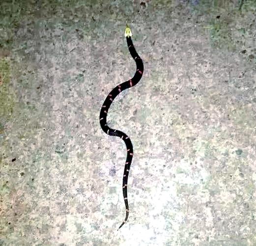 宁波惊现不明生物