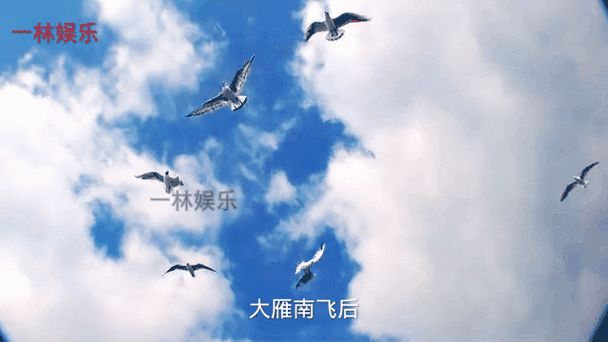 华为视频有用吗