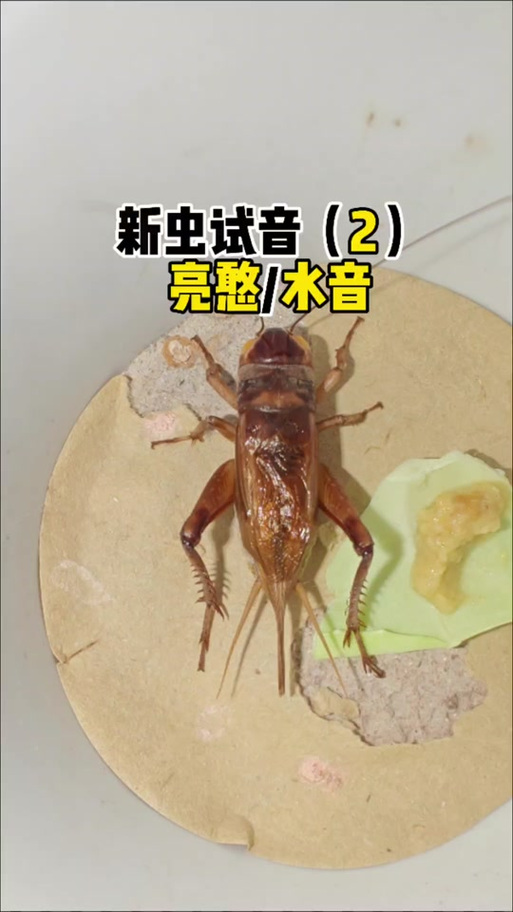 油葫芦叫声mp3