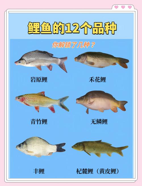 鲤鱼乡现在叫什么名字