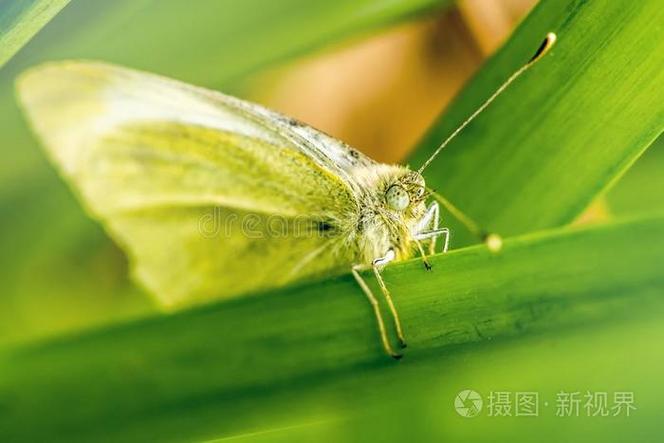 为什么有些飞蛾不怎么飞