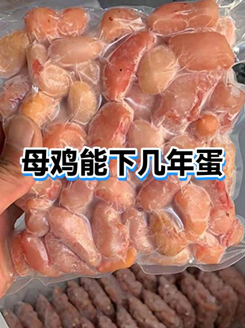 土鸡能下几年蛋