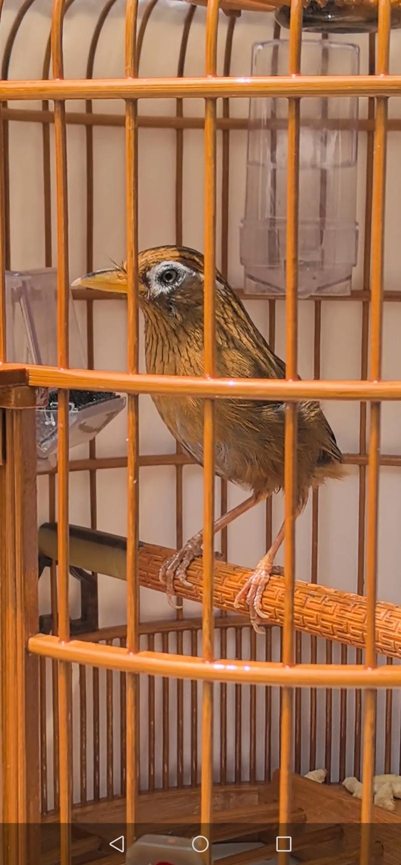 画眉鸟不叫的克星