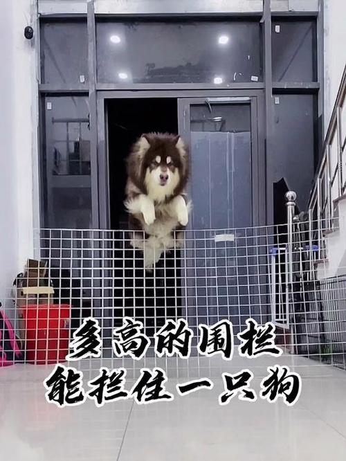 飞天神狗