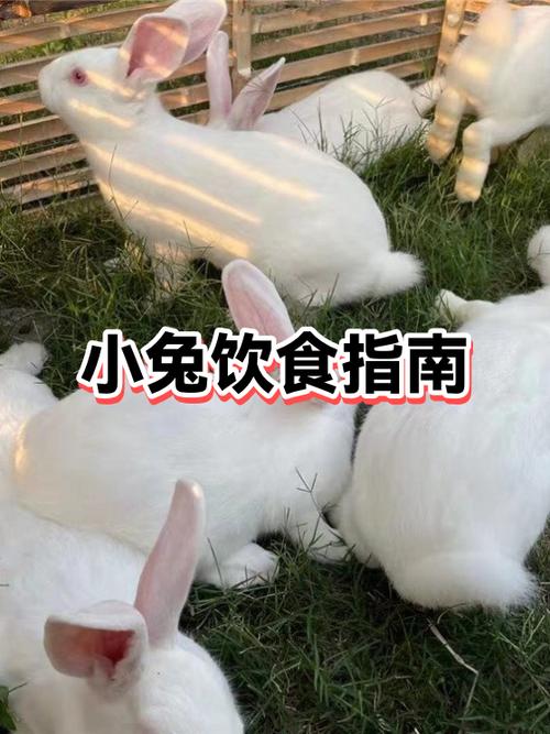 兔子可以喝水吗?
