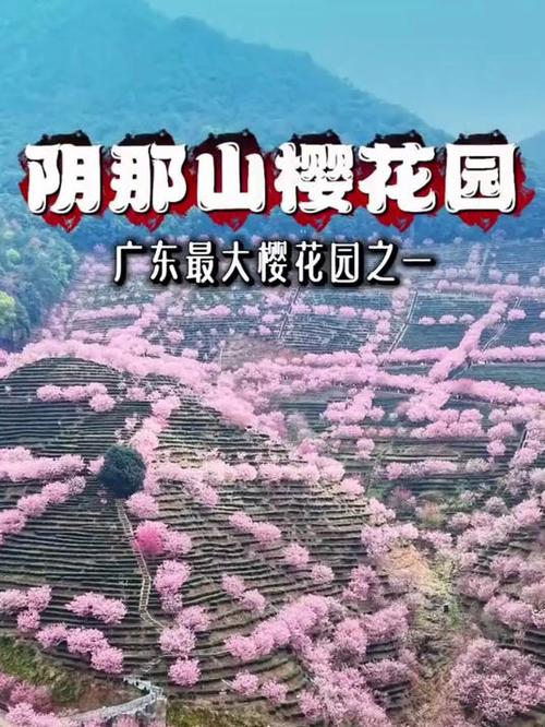 广东樱花种植基地