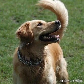 狗为什么一直甩尾巴游戏截图