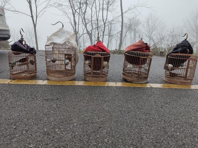 多只画眉鸟的摆放
