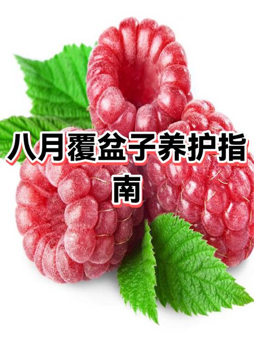 覆盆子有毒吗