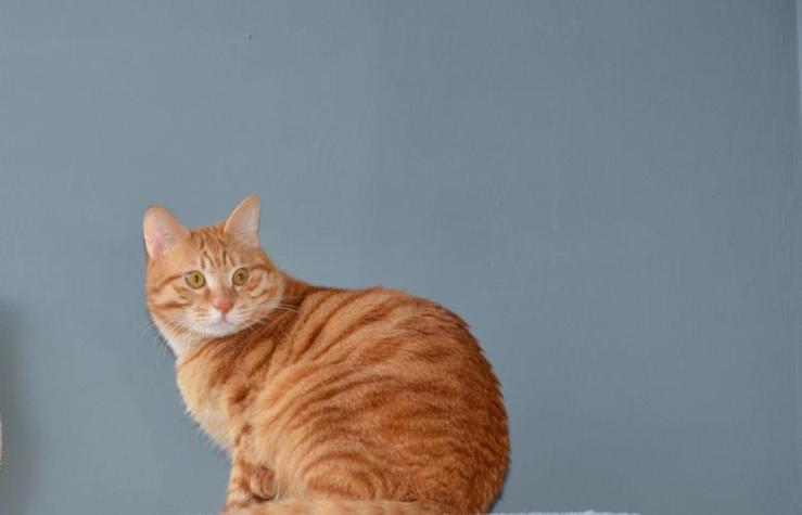 橘猫成年