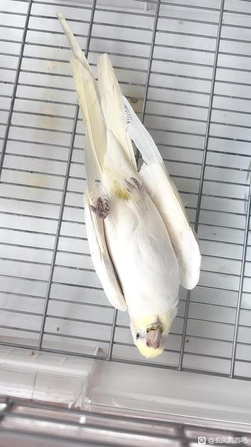 鹦鹉被强行抓几次会死