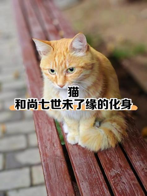 猫的下一世投胎成什么