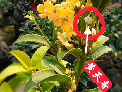 红天香台阁和天香台阁有什么区别