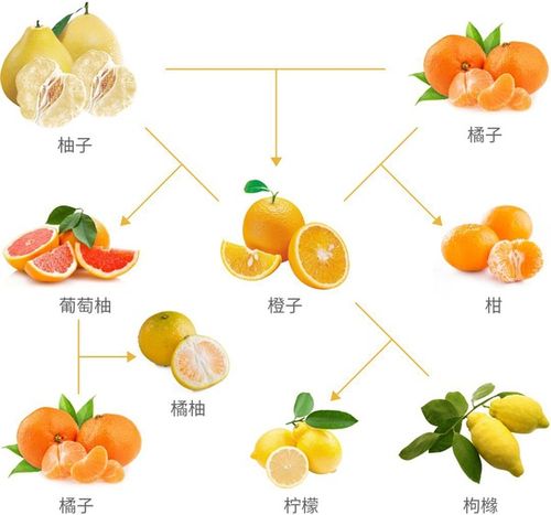 柠檬是橘子和柚子杂交的吗