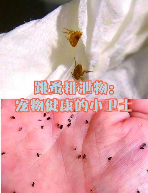 宠物狗走丢了可以报警吗