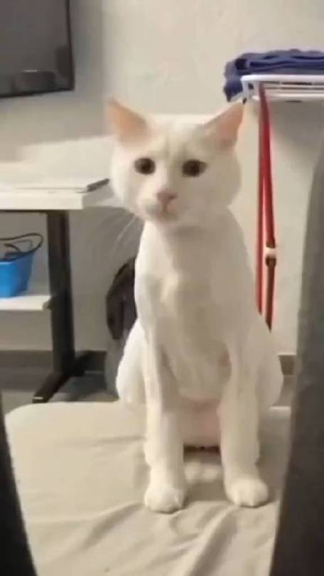 白猫扭身子的表情包