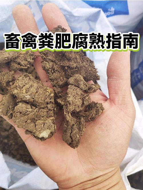 露天牛粪多久能腐熟