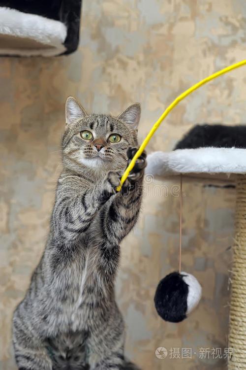 猫咪玩捉迷藏都会躲在哪里图标