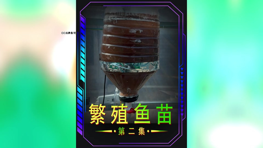 金鱼甩籽怎么孵化