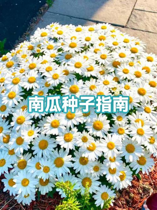 我的世界南瓜种子种不出南瓜