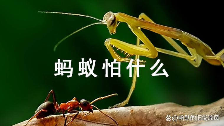 床头有蚂蚁爬怎么回事